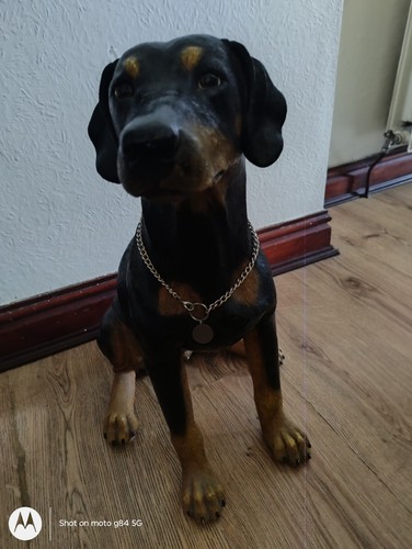 Large doberman pincer dog - large,