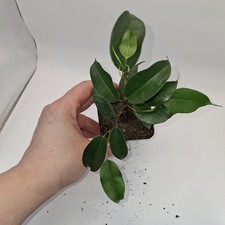 Ficus Benjamina Young Plant