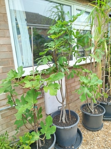 Fig tree large brown turkey - large, xl