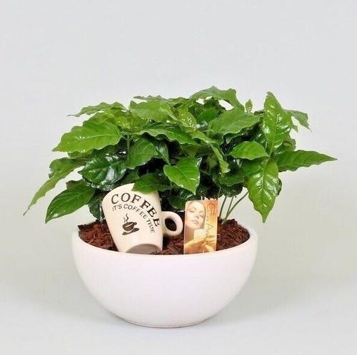 Coffee plant coffea arabica - plant,