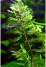 Milfoil - 1 - 500 Bunches / Oxygenating Pond Water Plants - Weighted - Native
