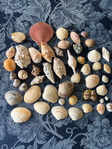Small shells ranging from - , 1cm