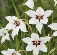 60 x Acidanthera Peacock