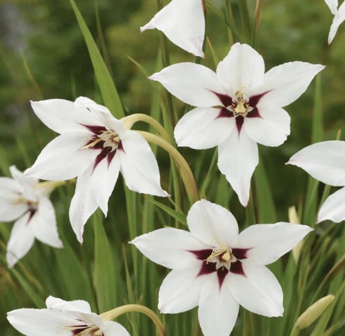 Acidanthera peacock - x,