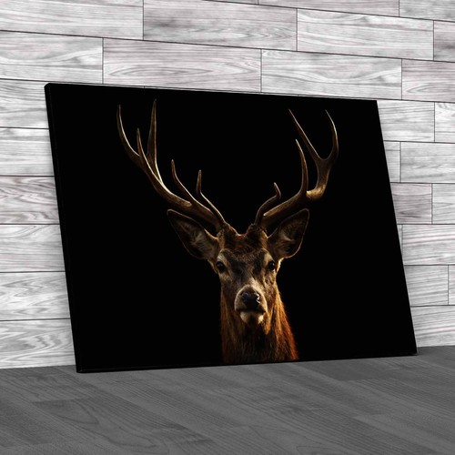 The deer head stag buck - stag,