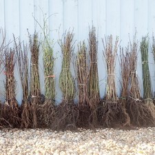 Blackthorn Hedging size 40-60