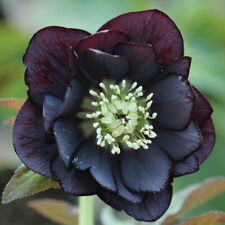 Pack of 3 Hellebore 'Double