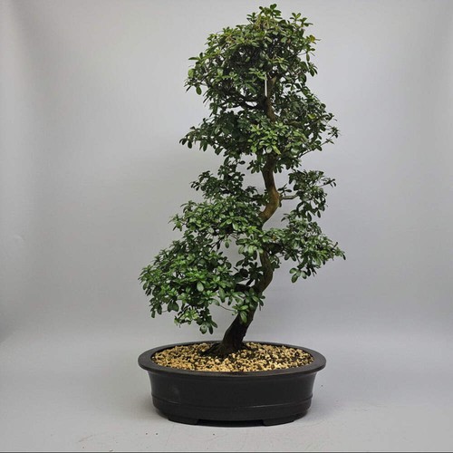 Satsuki azalea - azalea, (rhododendron)