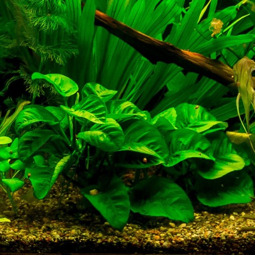 Anubias barteri caladiifolia - anubias,