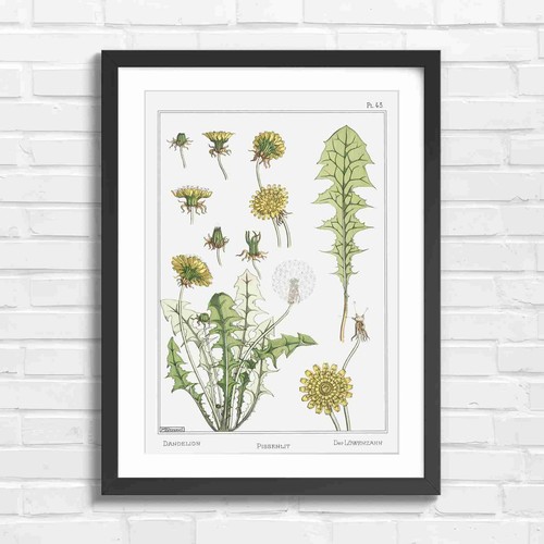 Botanical dandelion plant - dandelion,