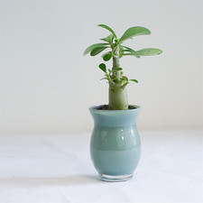 Unusual Adenium Obesum Desert Rose Succulent House Plant in 7cm Glass Pot Office