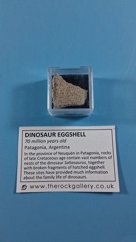Dinosaur egg shell fragment - dinosaur,
