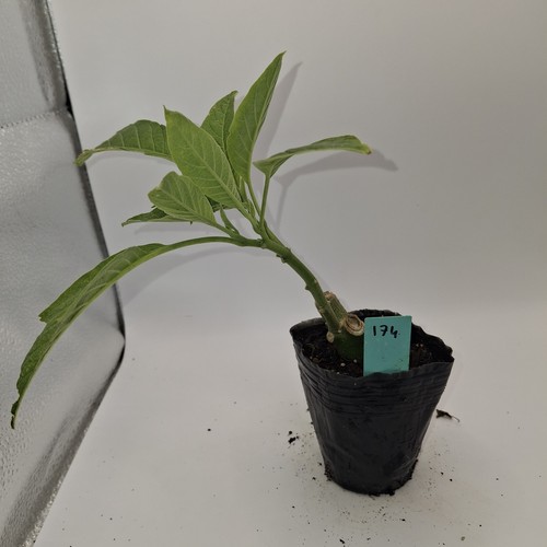 Brugmansia single white rooted - brugmansia,
