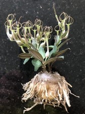 Ceropegia conrathii - rarely