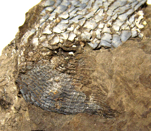 Permian fish fossil - , muse