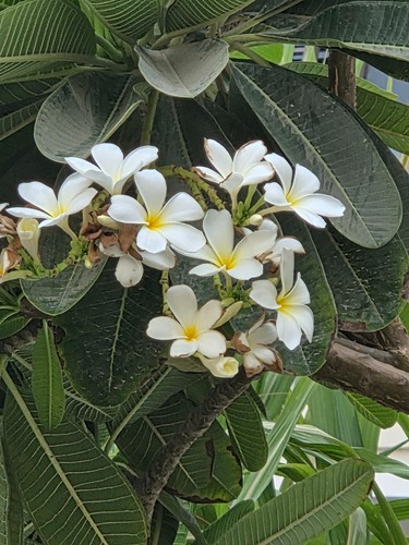 Frangipani white - frangipani,