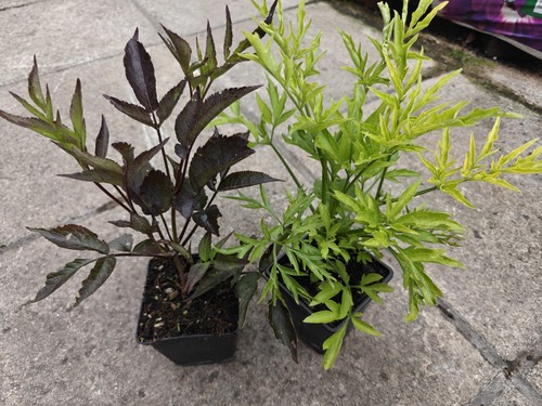 Sambucus nigra black - black, beauty
