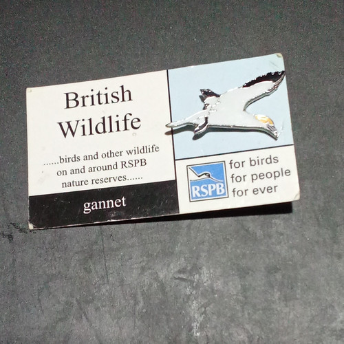 5cm gannet metal - gannet, enamel
