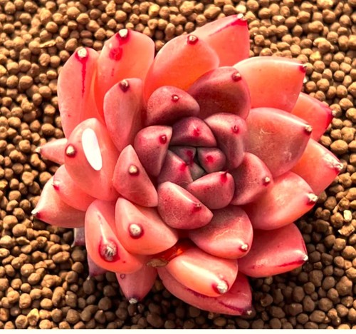Echeveria gold quartz - gold, rare