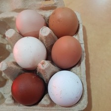 Chicken hen Eggs  x 6 For