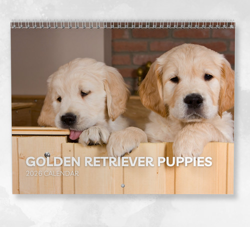 Golden retriever puppies - retriever,
