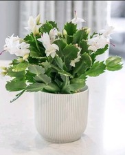 White Christmas cactus. SCHLUMBERGERA Truncata. House Plants. 9cm Pot. In buds.