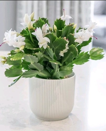 White christmas cactus - christmas,