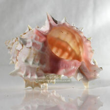 Murex Rose 8-10 cm Seashell