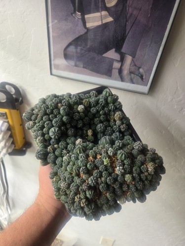 Astrophytum asterias hyrbid
