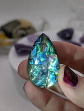 New Abalone Shell Beautiful