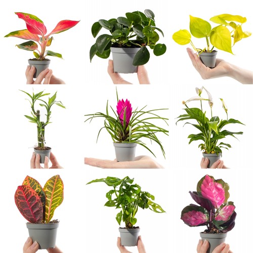 Collection small baby - of,