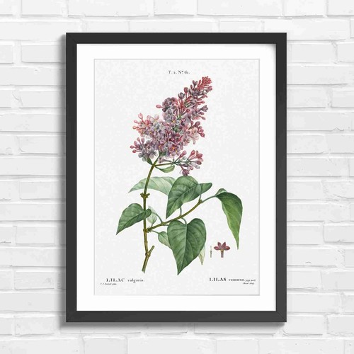 Botanical lilac flower - lilac, study