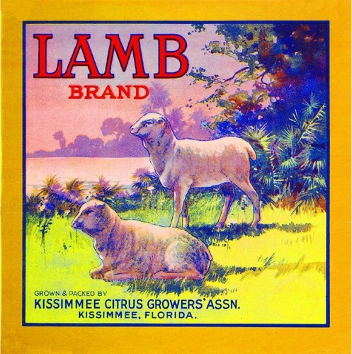 Kissimmee florida lamb sheep - kissimmee,