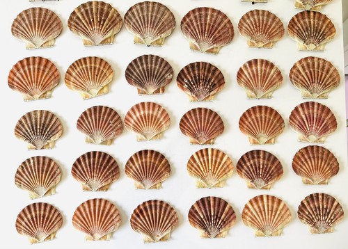 Scallop shells flat - flat, natural