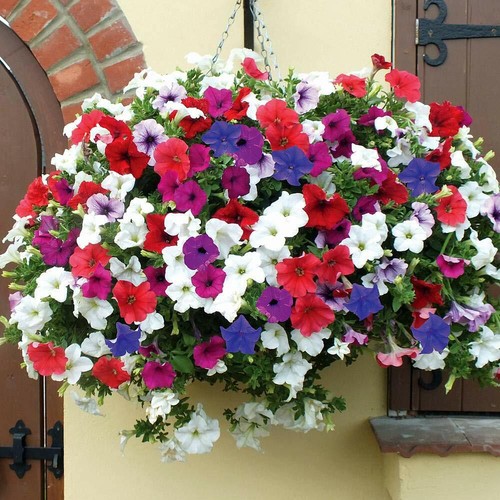 Petunia flower garden - t&m,
