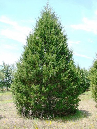 Eastern red juniper tree - tree, seeds