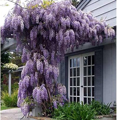Climbing plant wisteria - plant,