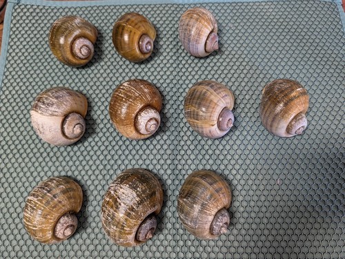 Large apple snail clean - apple,