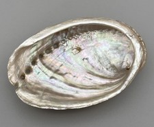 Iridescent Abalone Shell