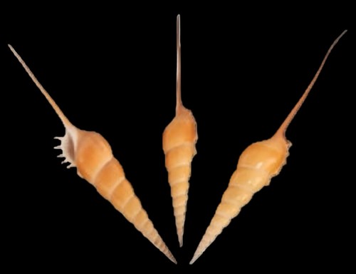 Tibia fusus shells measuring - fusus, 7