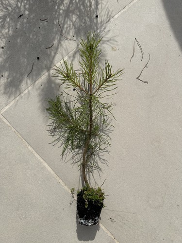 Japanese black pine pinus - black,