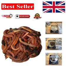 Gut-Loaded Live Worms for