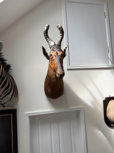 Large taxidermy red hartebeest - taxidermy,