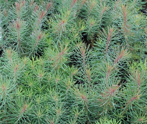 Euphorbia cyparissias fens - euphorbia,