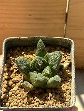 Ariocarpus fi suratus, Own