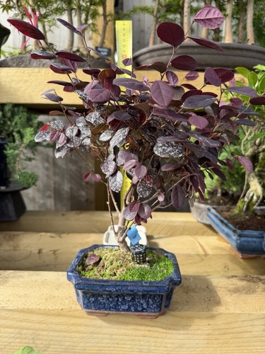Cotinus smoke bush - bush, tree