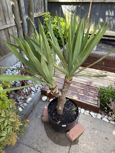 Yucca plant hardy for - yucca, outdoor