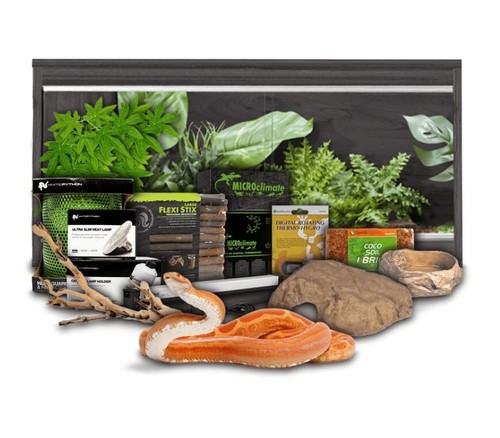 Swell reptiles corn snake - swell,