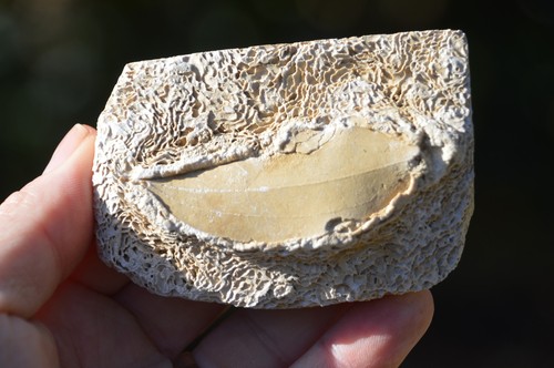 Amazing rare fossil - amazing, &
