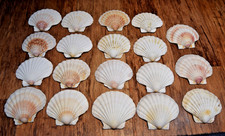 19 x Scallop Shells Natural